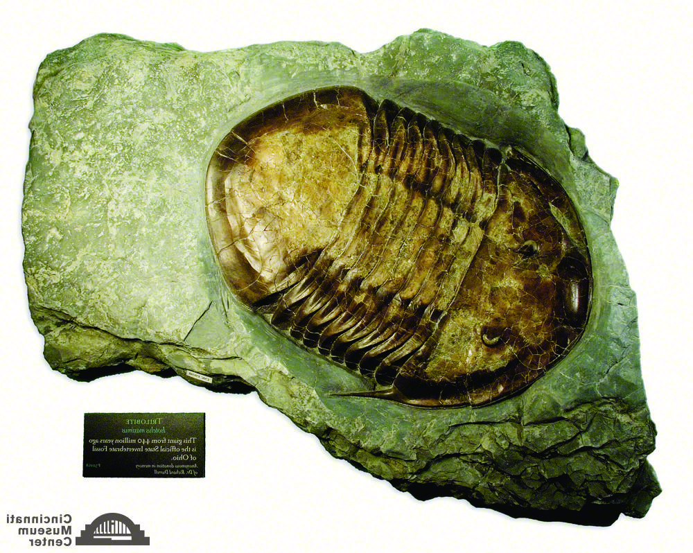 伊索特拉斯:俄亥俄州的化石